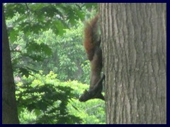 Queens Park 15 - squirrel